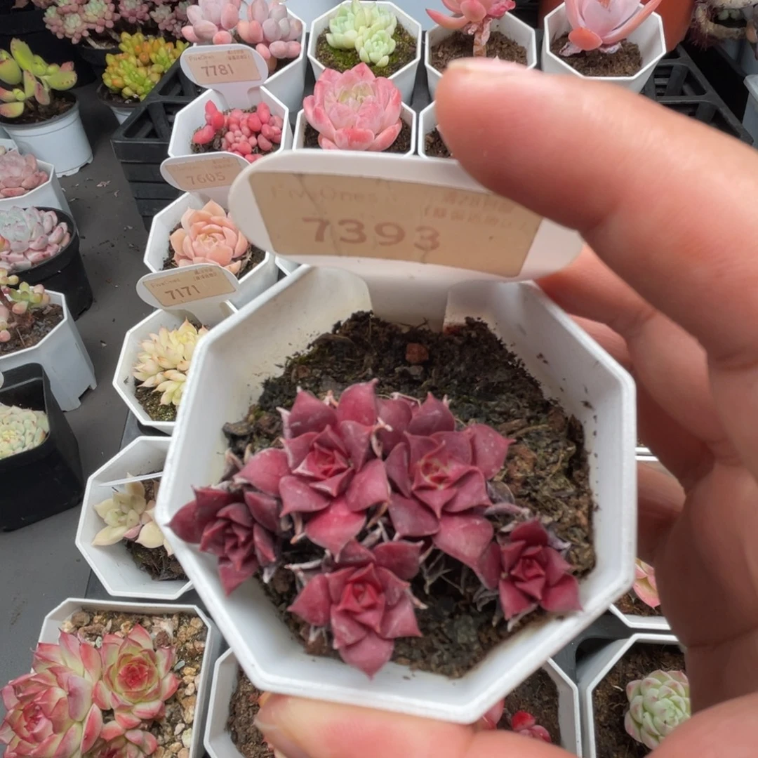 7393罗西玛4.5厘米