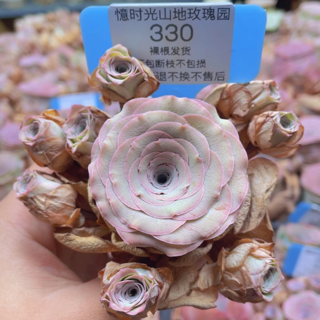 山地玫瑰330断枝不包损不售后