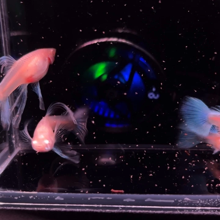 孔雀鱼蓝白宽C2对
