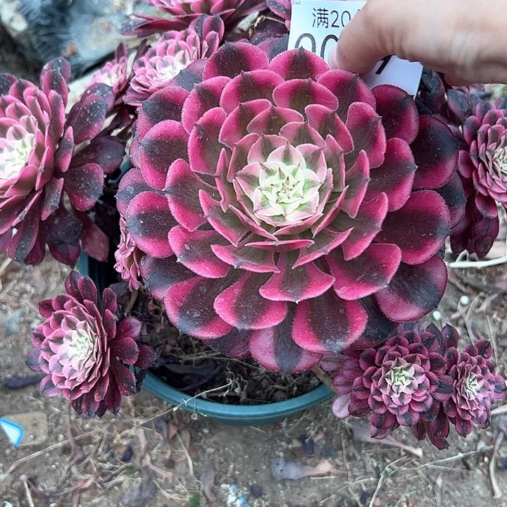 0049红同白多肉植物