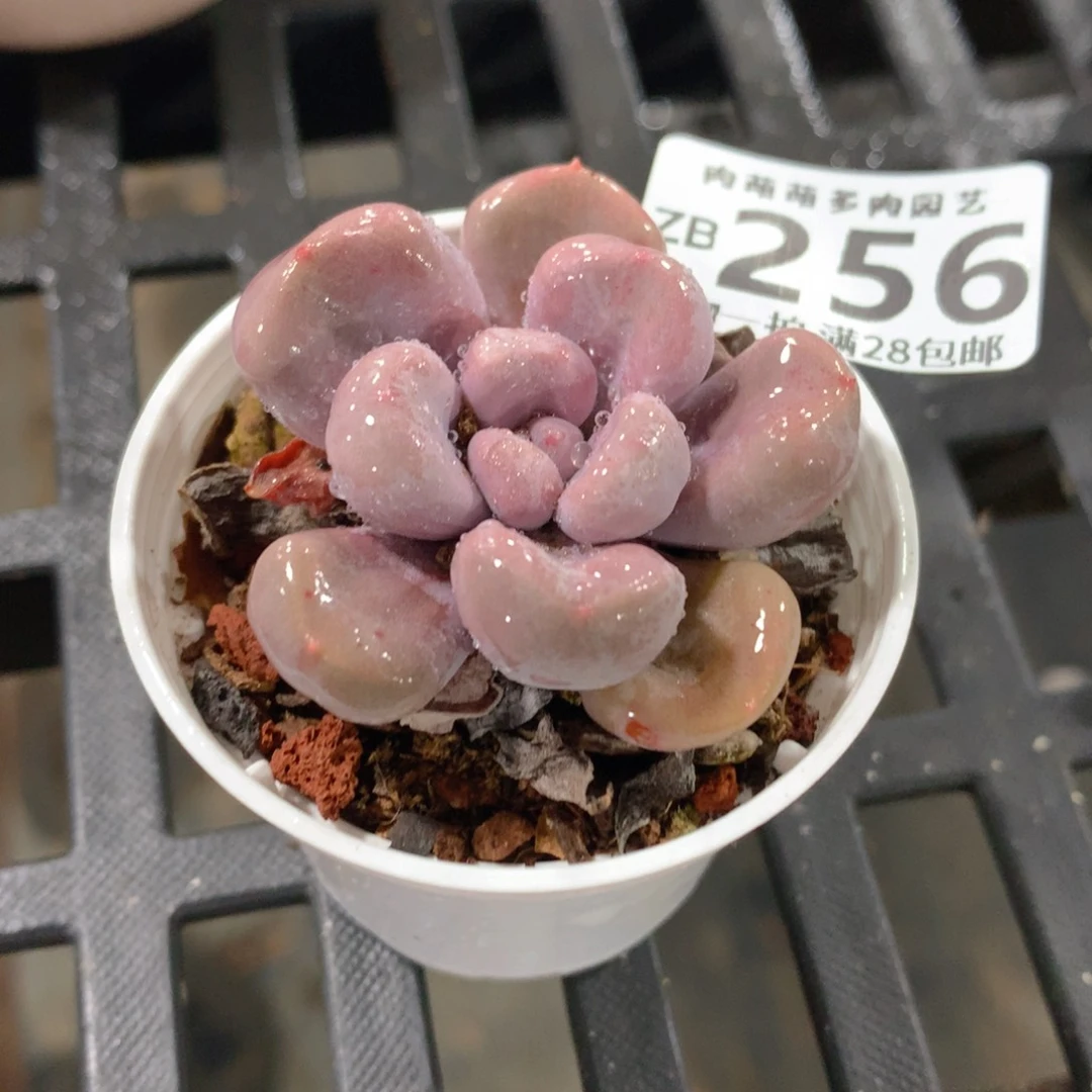 肉萌萌拇指盆精控多肉ZB256