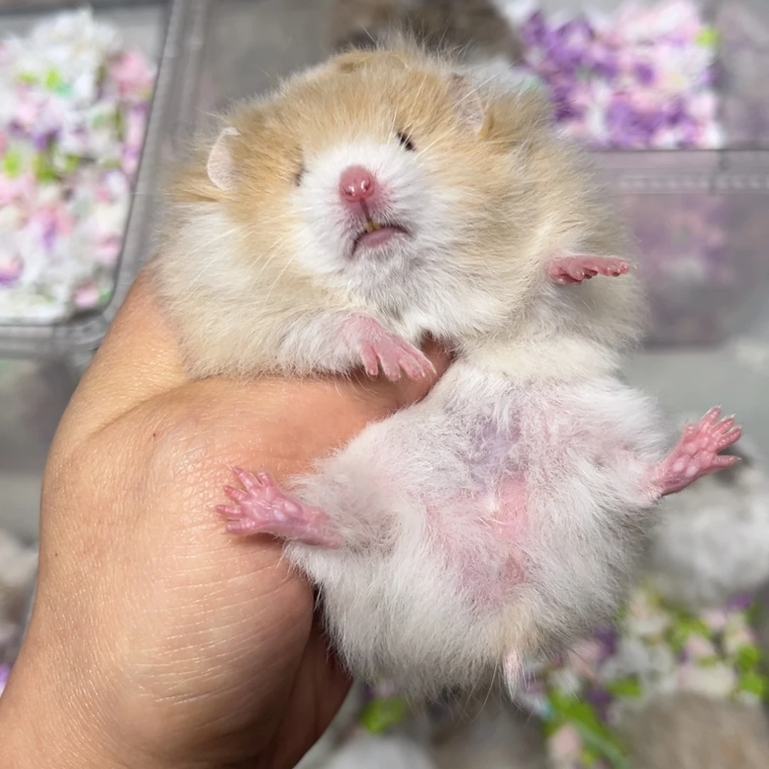 肉桂波直毛弟弟可爱