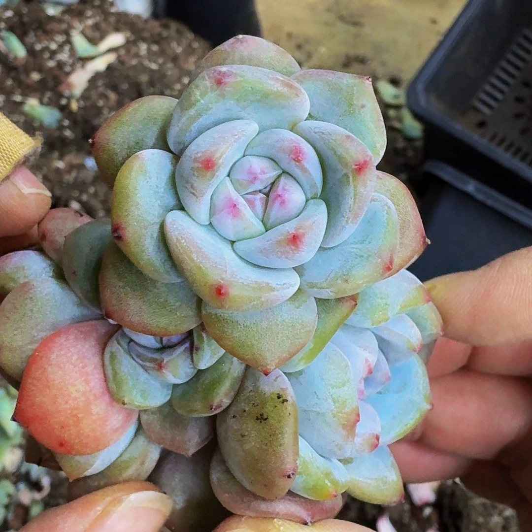 Y**a一物一拍脱土不退不换