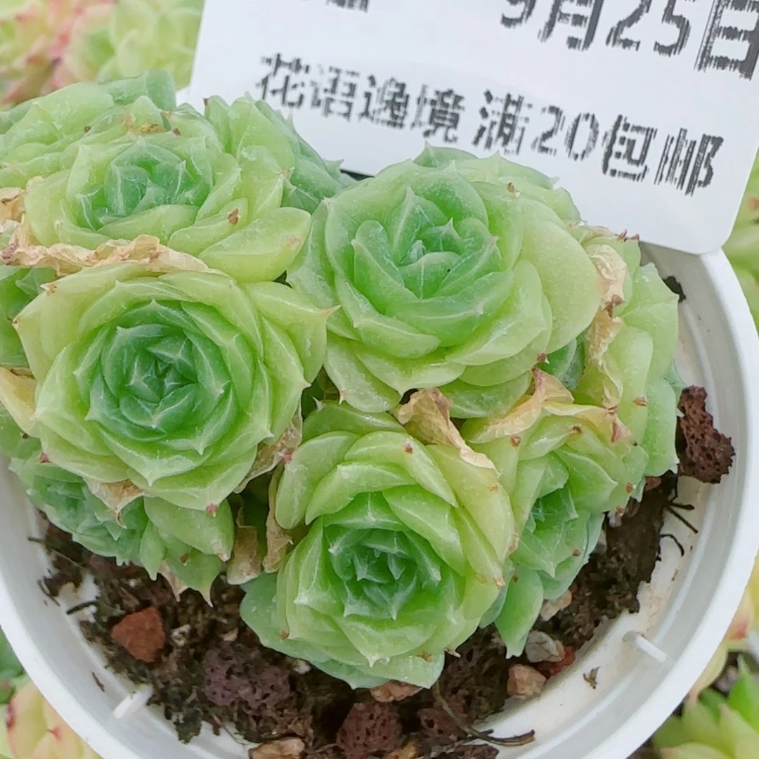 花语逸镜0925-42圆脸散