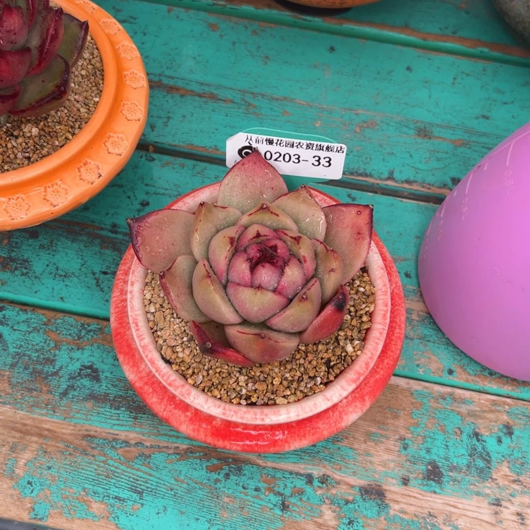 随*?多肉一物一拍0203-33补盆