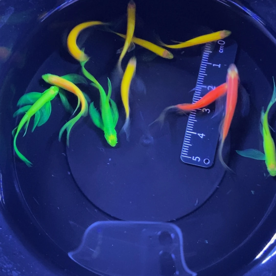 斑马鱼蝶翼斑马自选10条送1黄