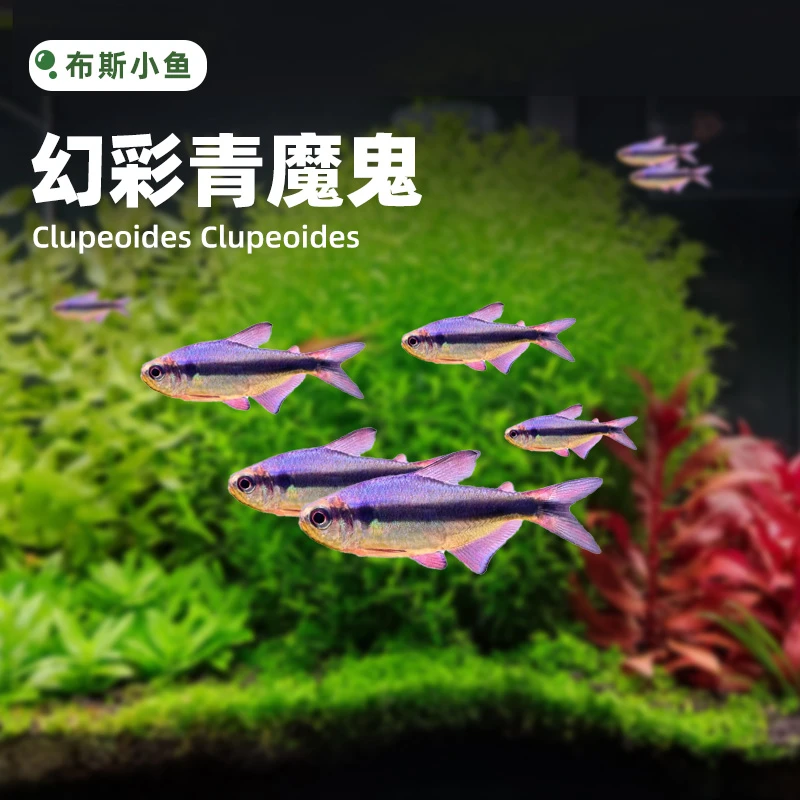 布斯小鱼 幻彩青魔鬼小型观赏鱼混养群游