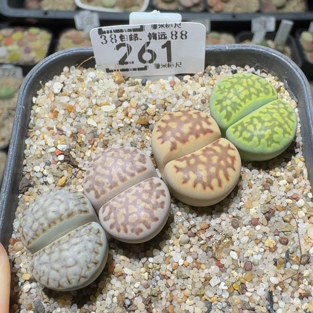 Ssss精品生石花261
