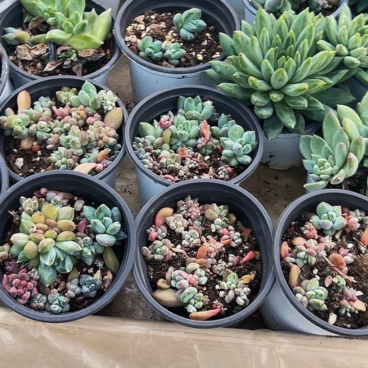 1颗美人系列多肉植物
