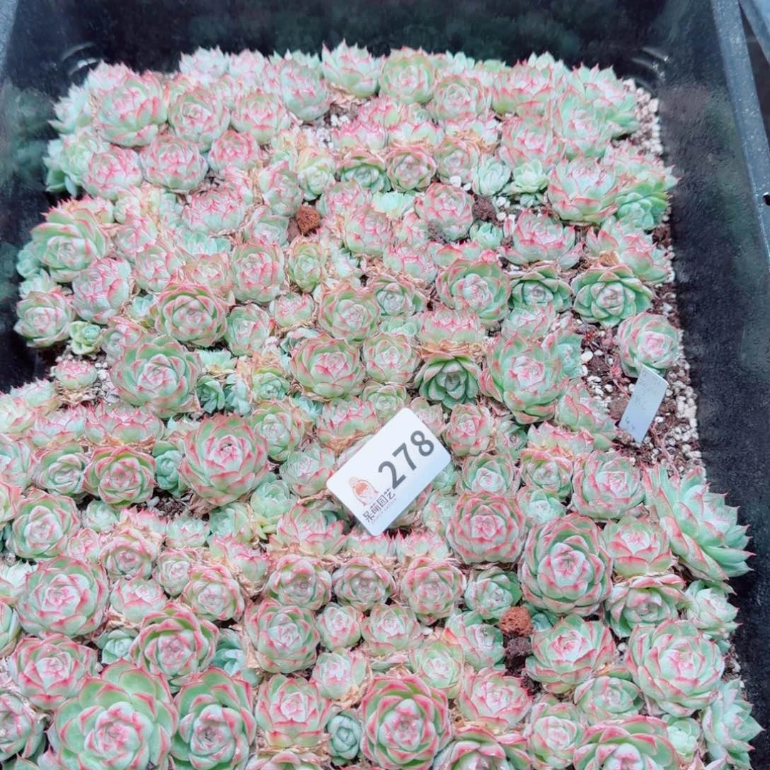 芽***呀多肉植物多肉植物