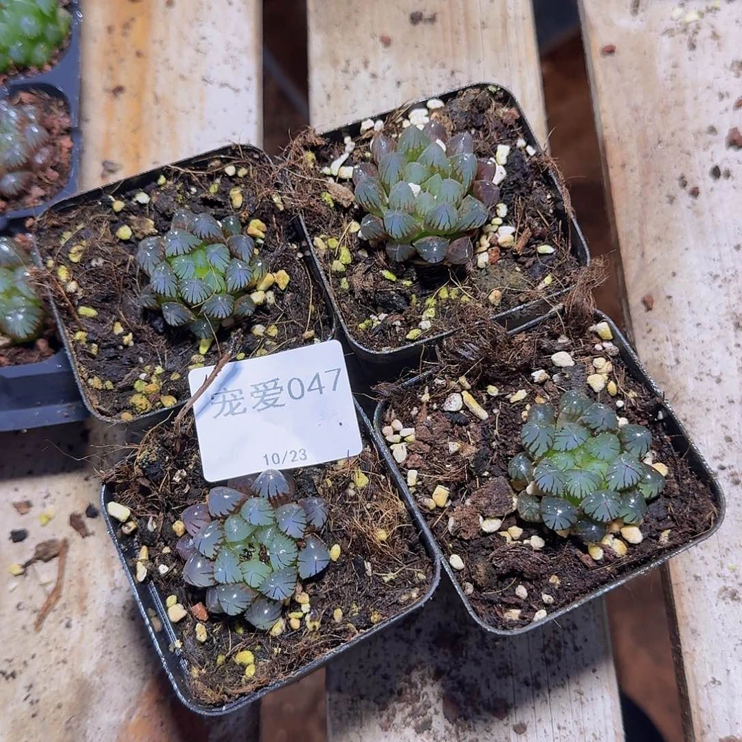 直播福利一物一拍047