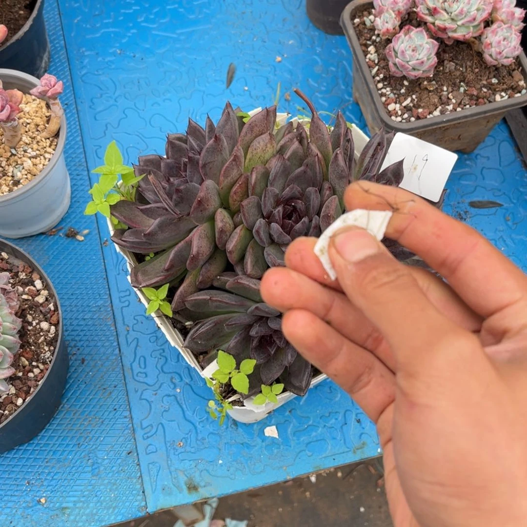 小**?0019蓝色妖姬多肉