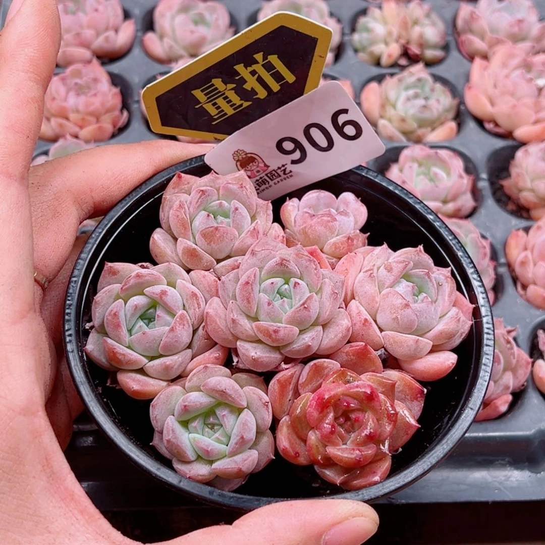 当前无花朵，栽培后可花朵