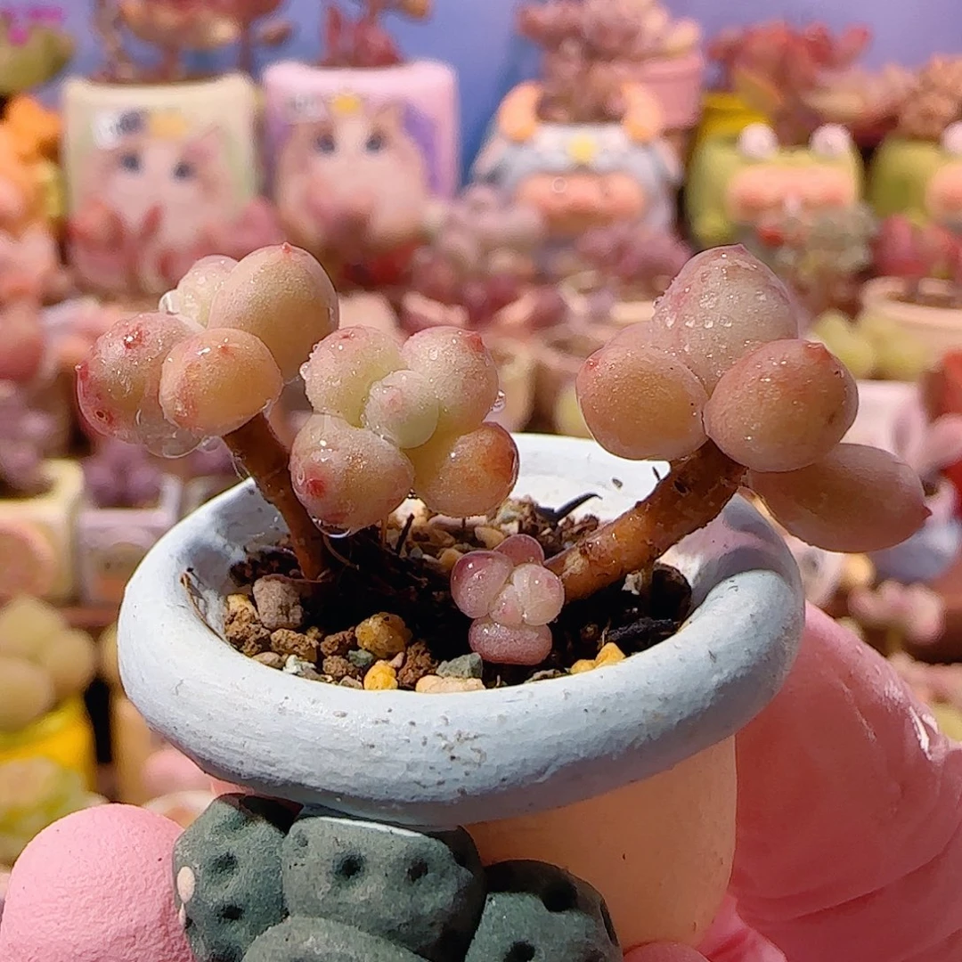 迷你彩虹奶 盆口2cm