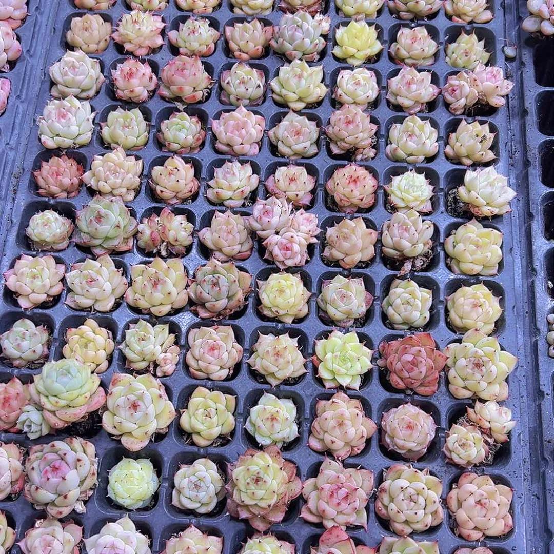 麦杆苗5个19包邮