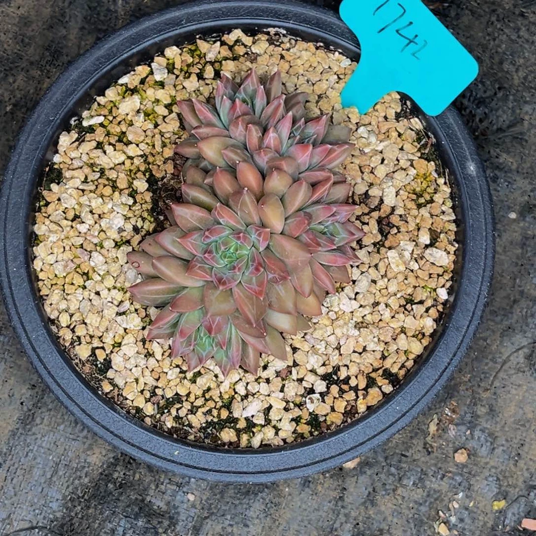 安*1741号晚上多肉植物群生