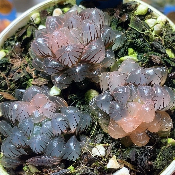 585拼盘一套特选福利