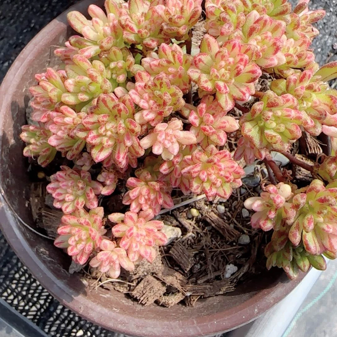 无花朵小人姬锦群生多肉植物特价