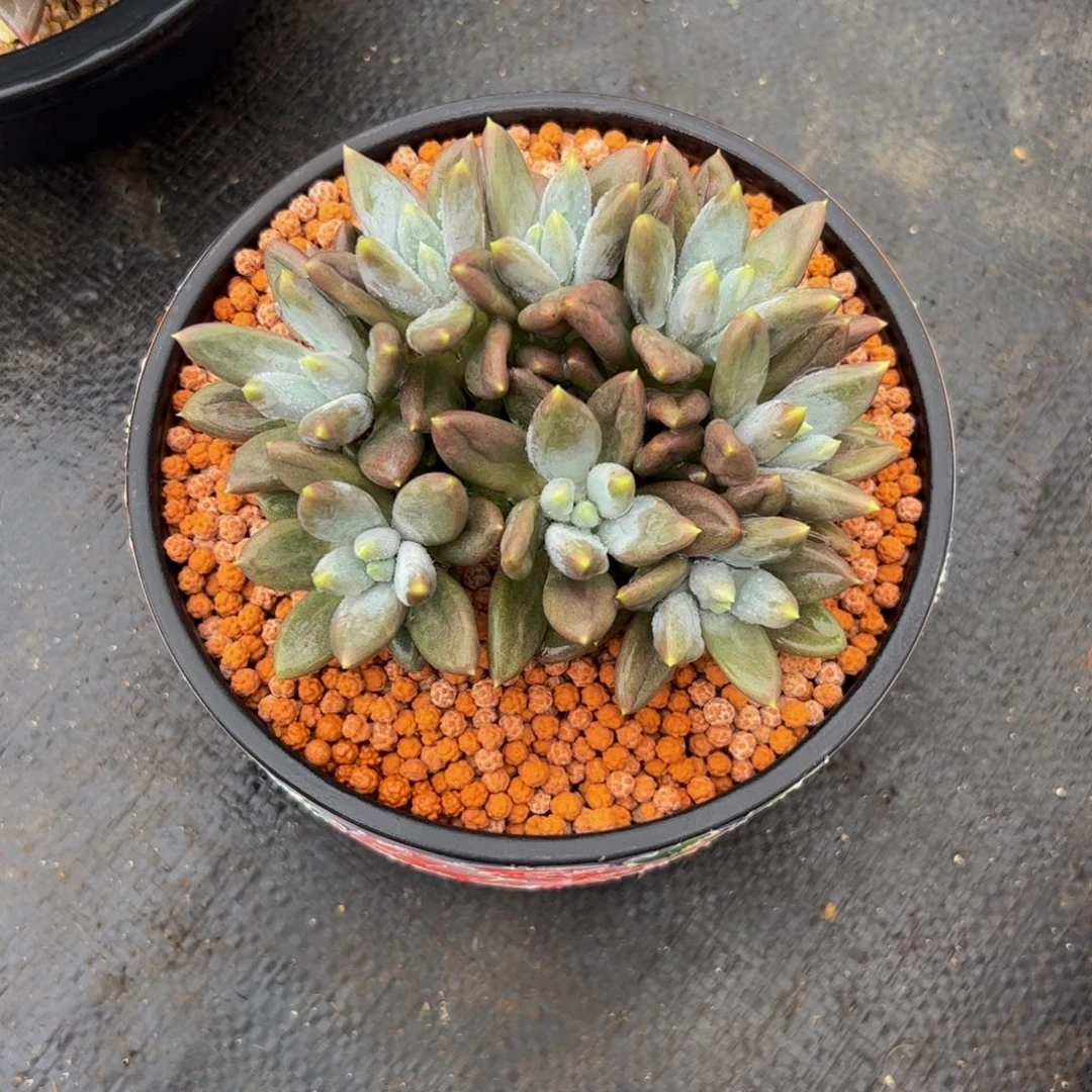 紫红体哥特多肉植物