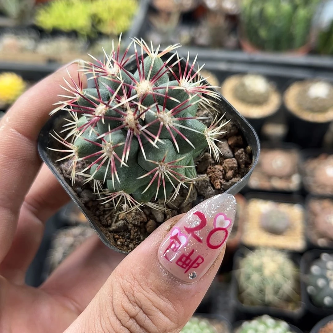 大统领单头发货有根