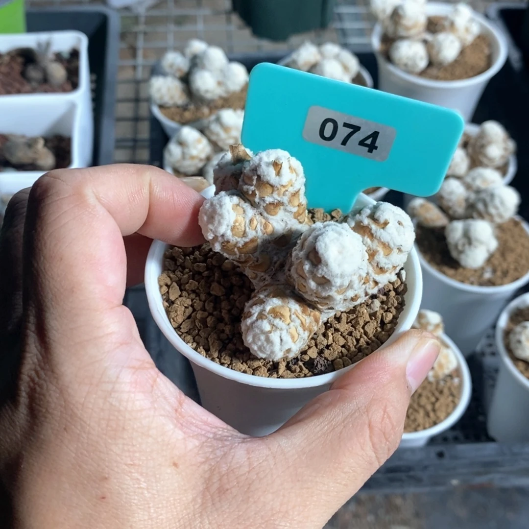 刨花厚炖菊多肉植物