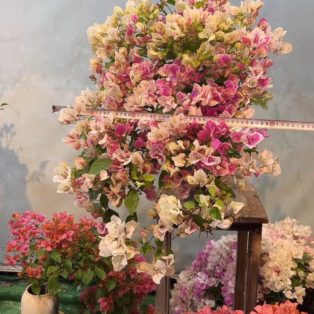 晨***曦完全开放三角梅一物一拍漳红樱