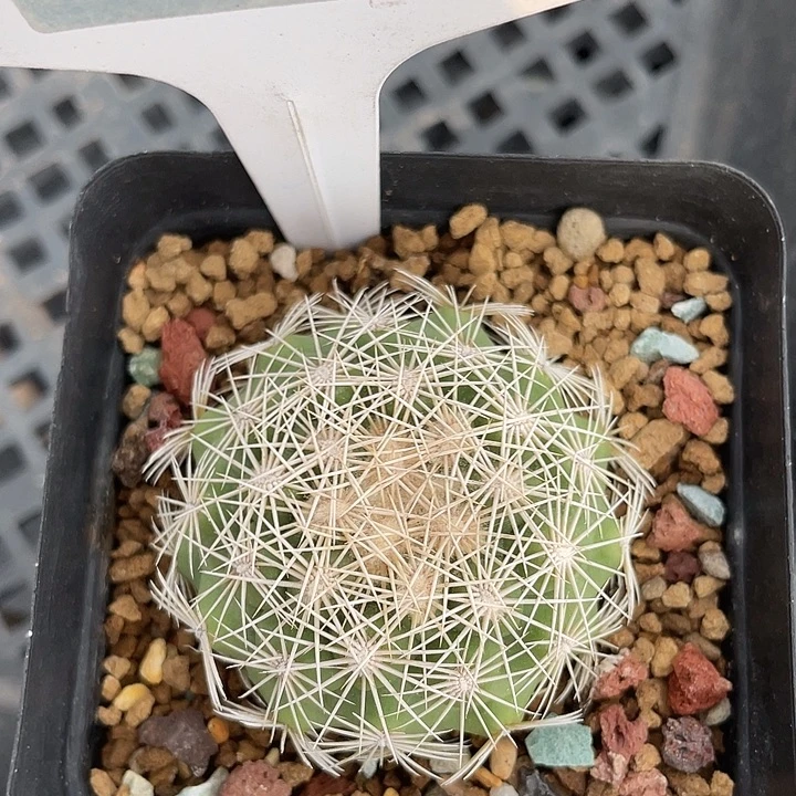 7299 凤舞实生裸根发货