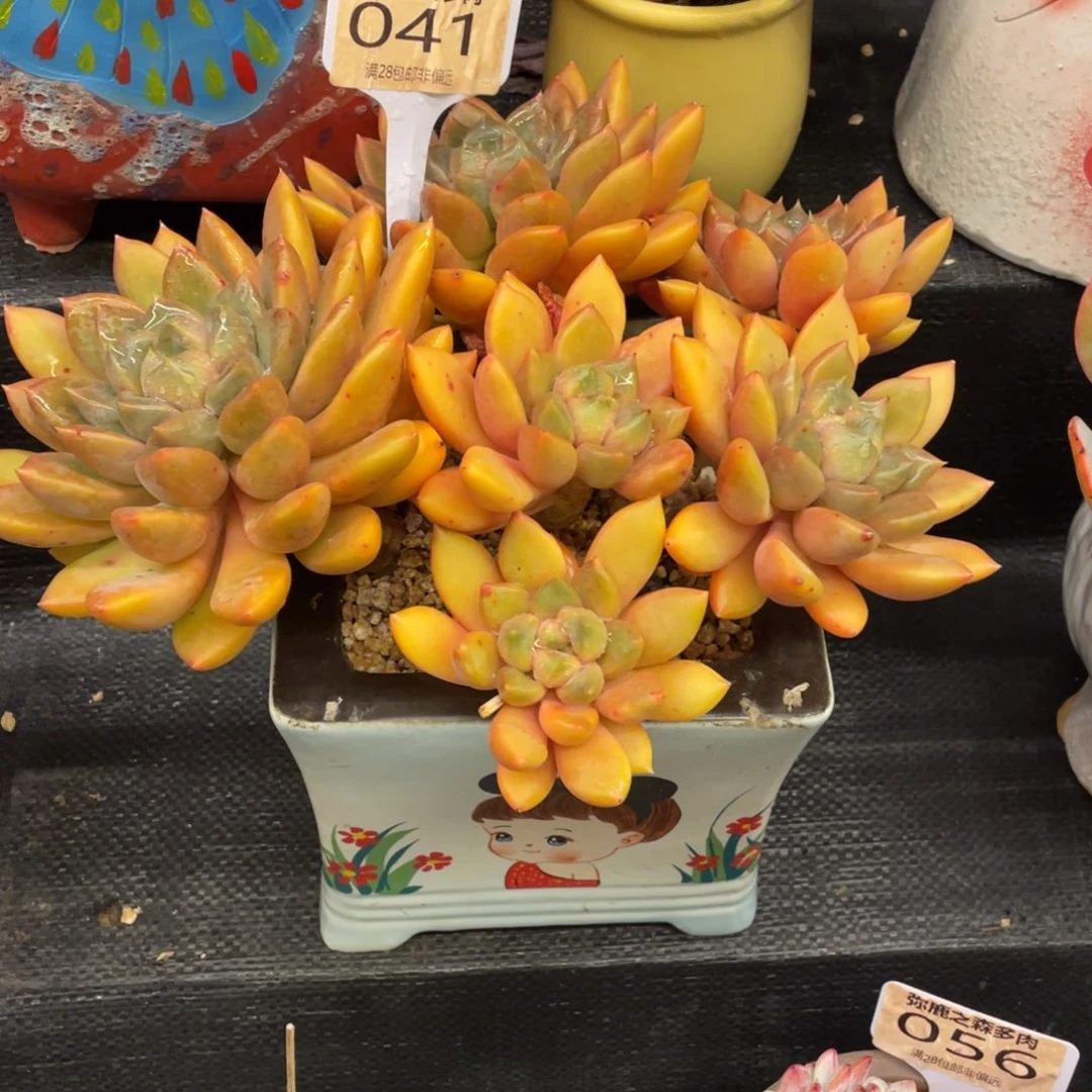 弥鹿之森一物一拍