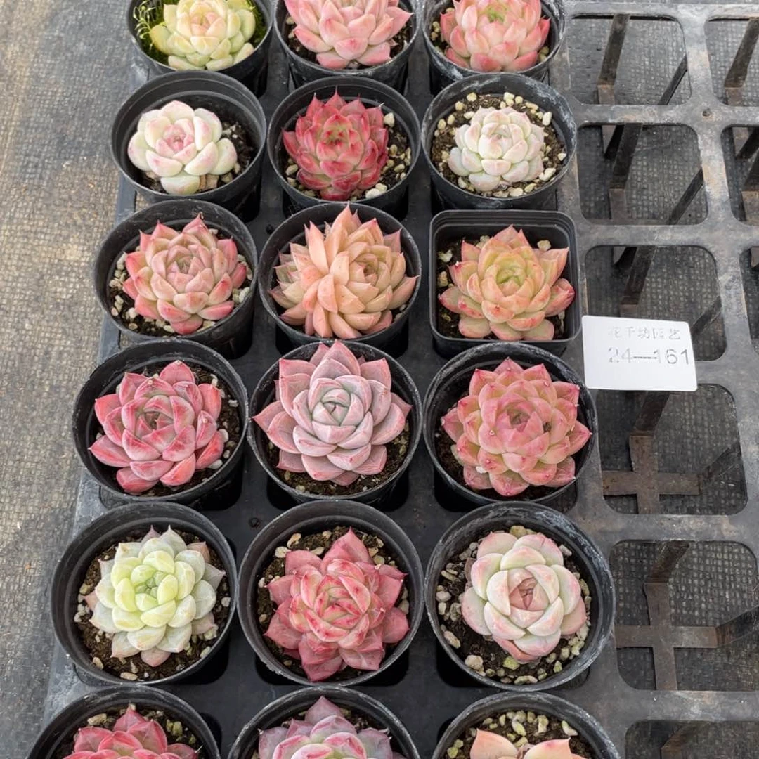 颖一物一拍18棵24-161