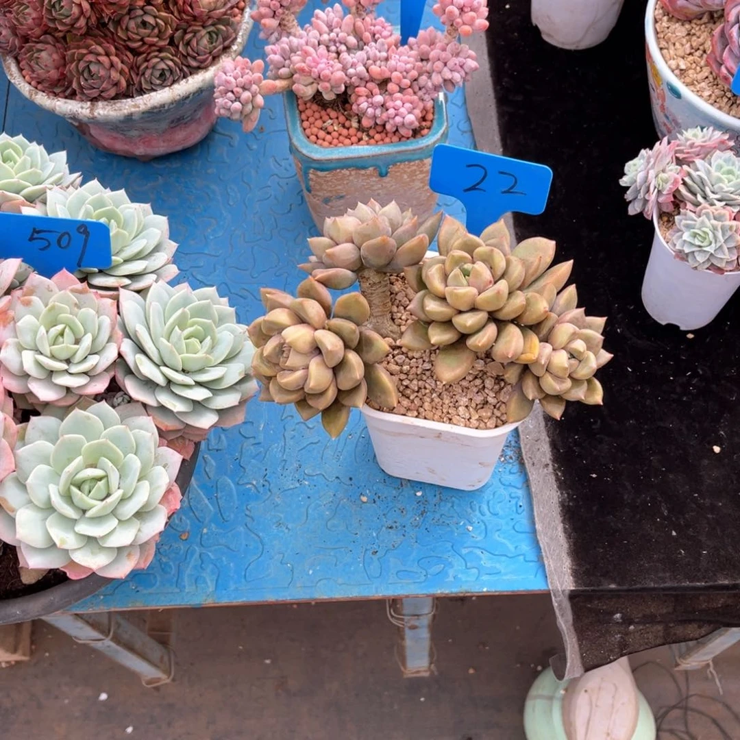 打*死0022象牙多肉植物