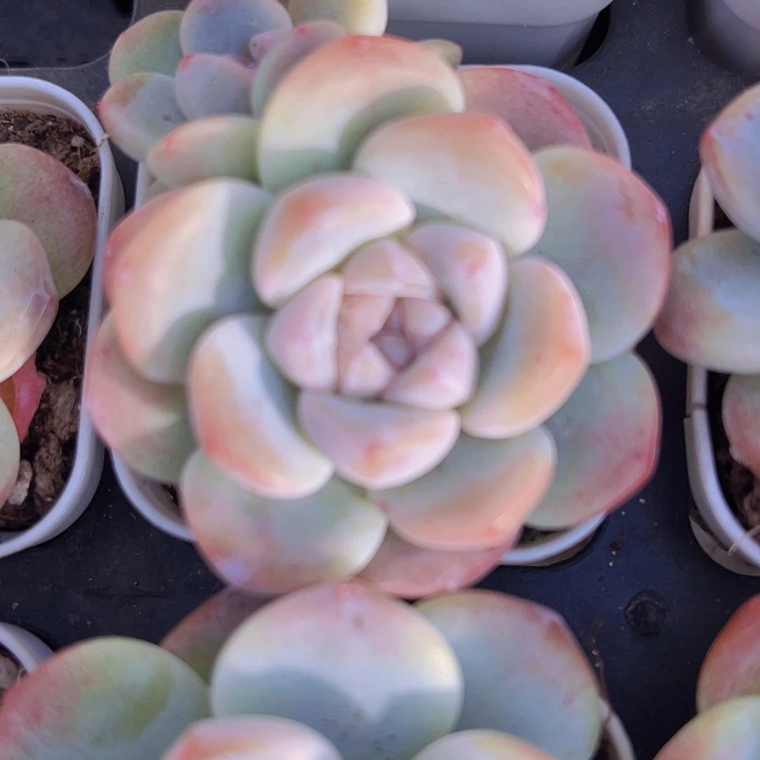 紫心冰玉2盆混发19包邮