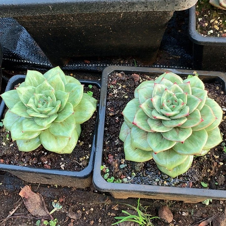 美肉特价活动开始啦