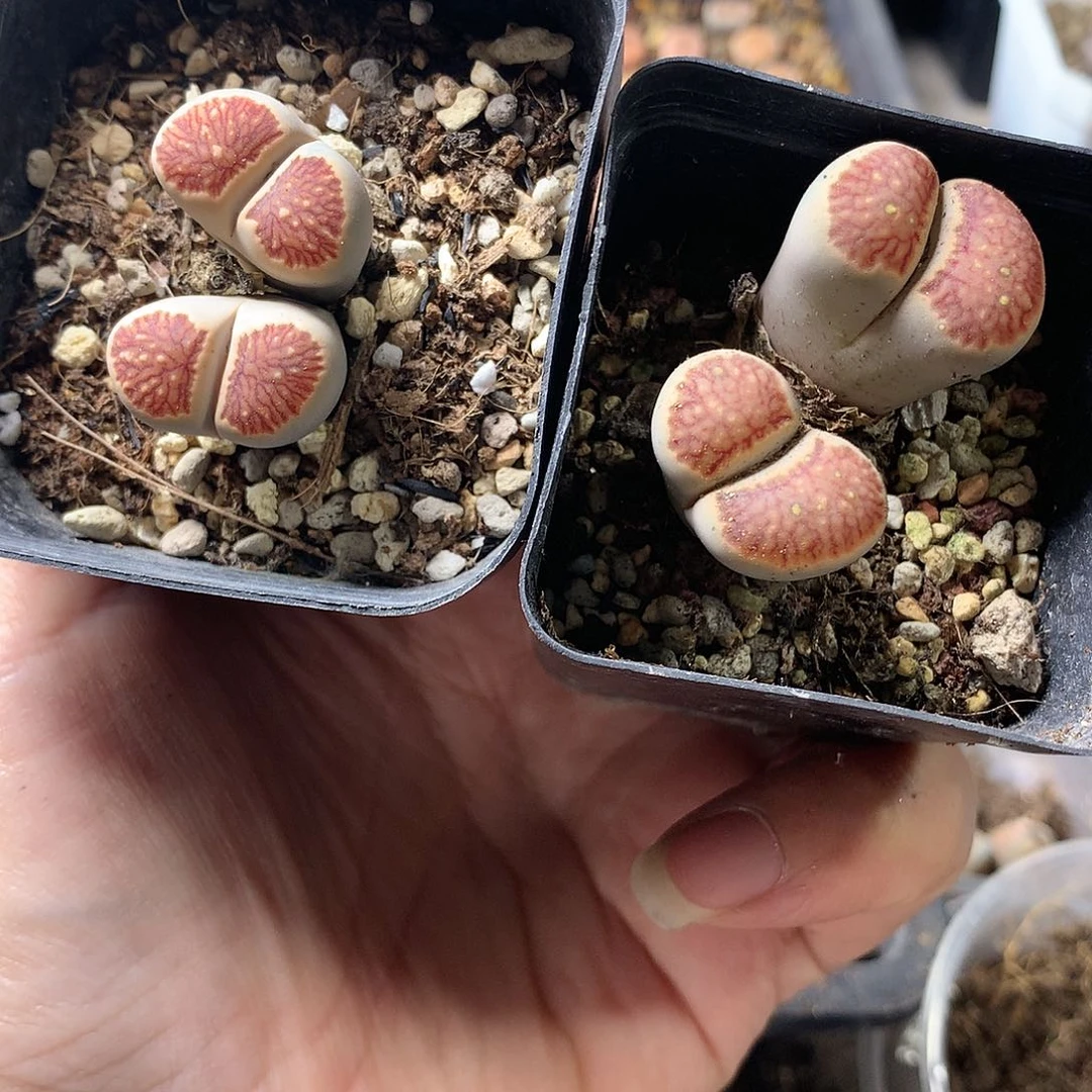 H492多肉植物保护研究所