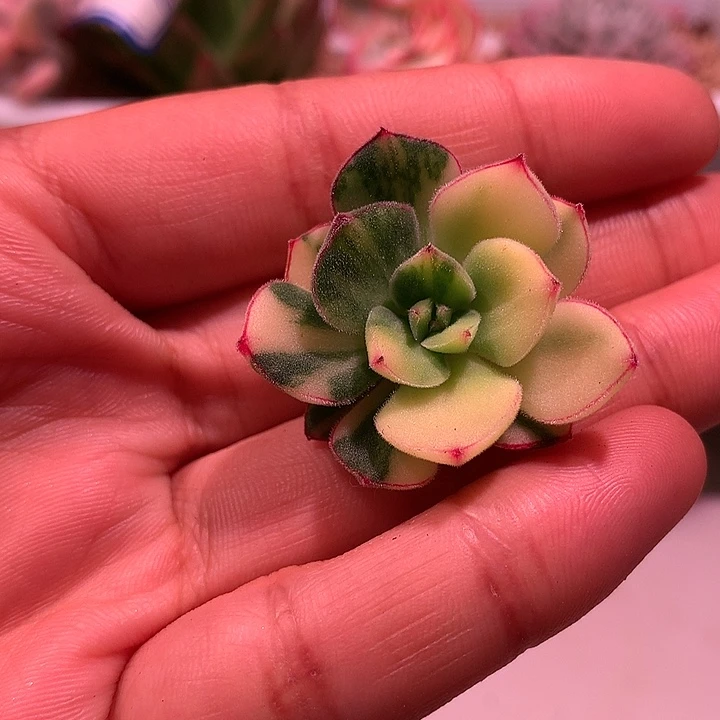 丹尼尔锦锦锦锦锦