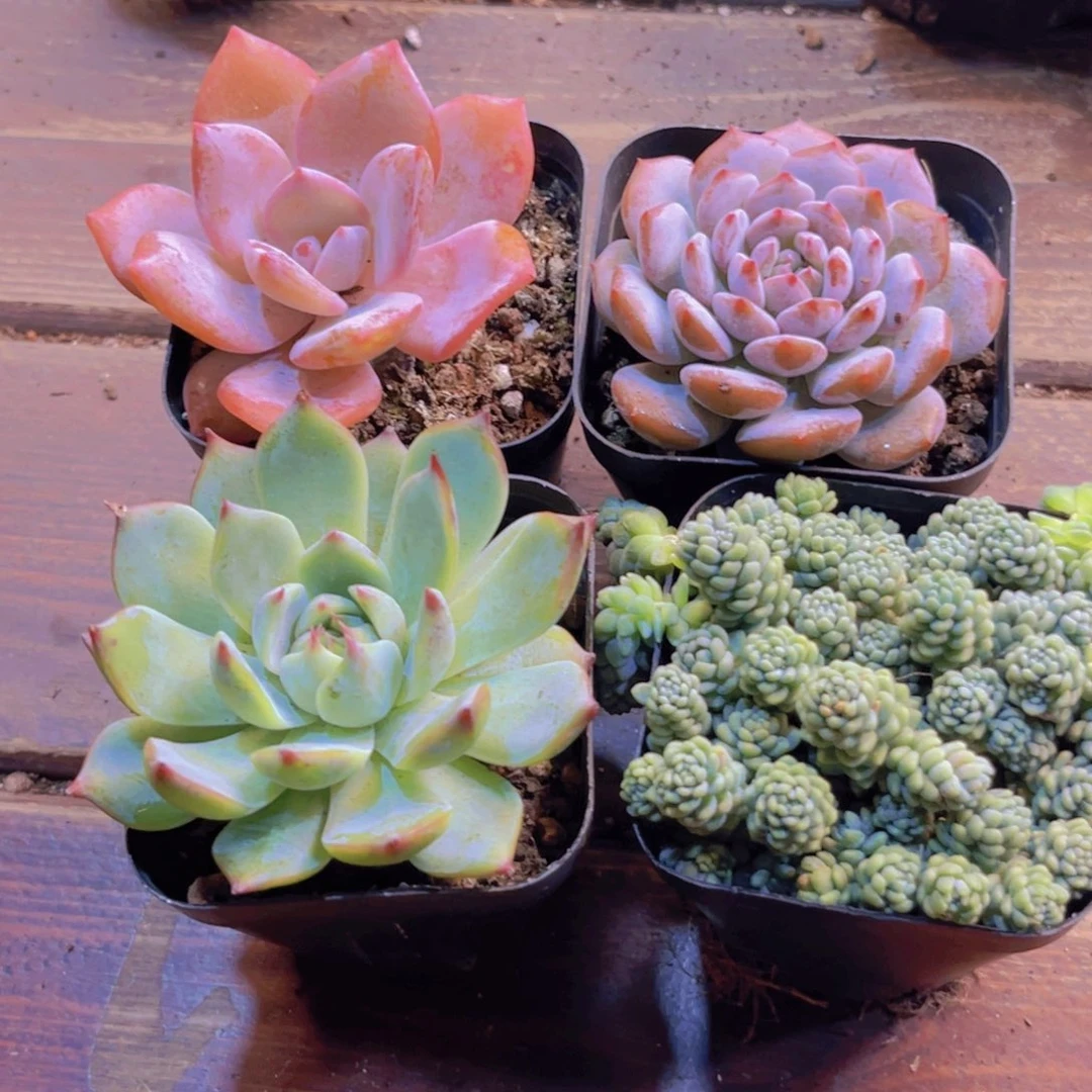 红茶。星星橙。吉娃娃。姬美人