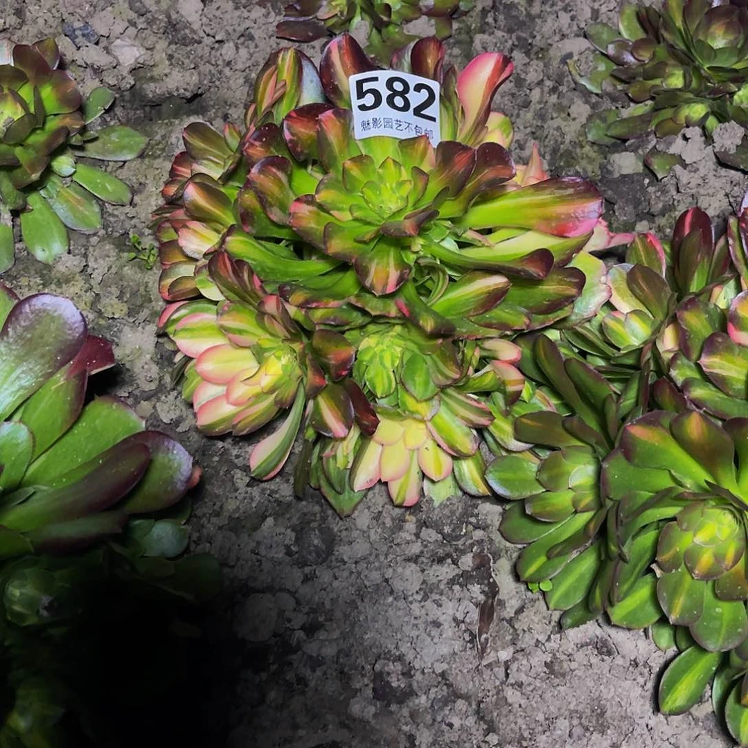 法师法师16/-18包邮法师