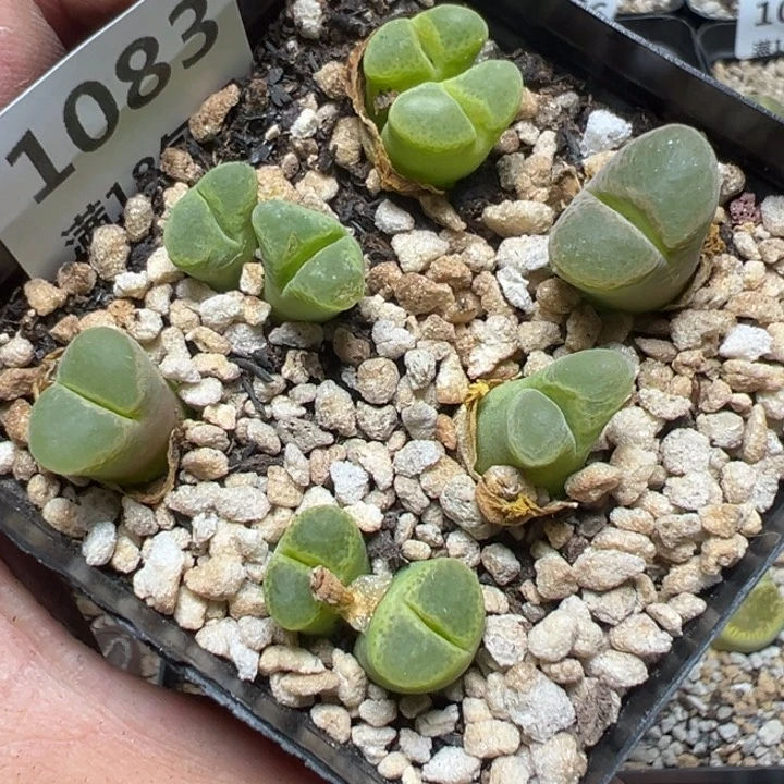 【闪购商品】 1083。