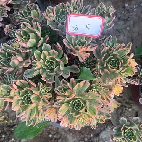 多肉植物甜茶58号