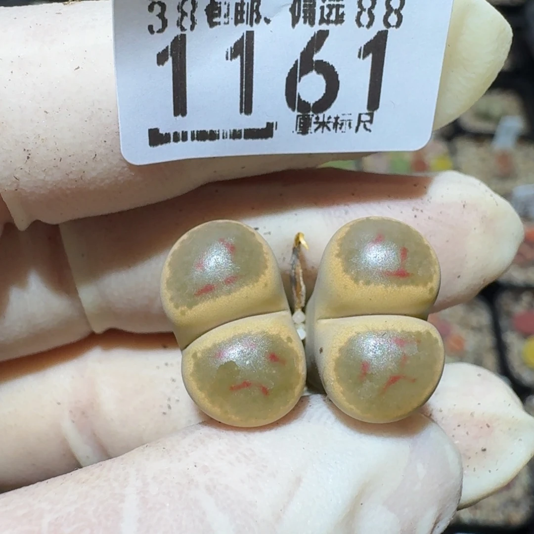 T***Tzzzzz生石花肉锥1161