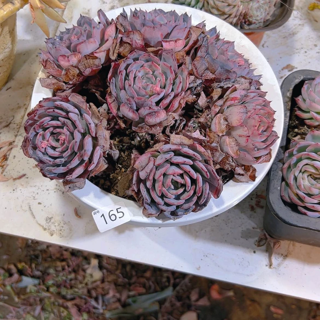 【闪购商品】~**～劳伦斯166多肉