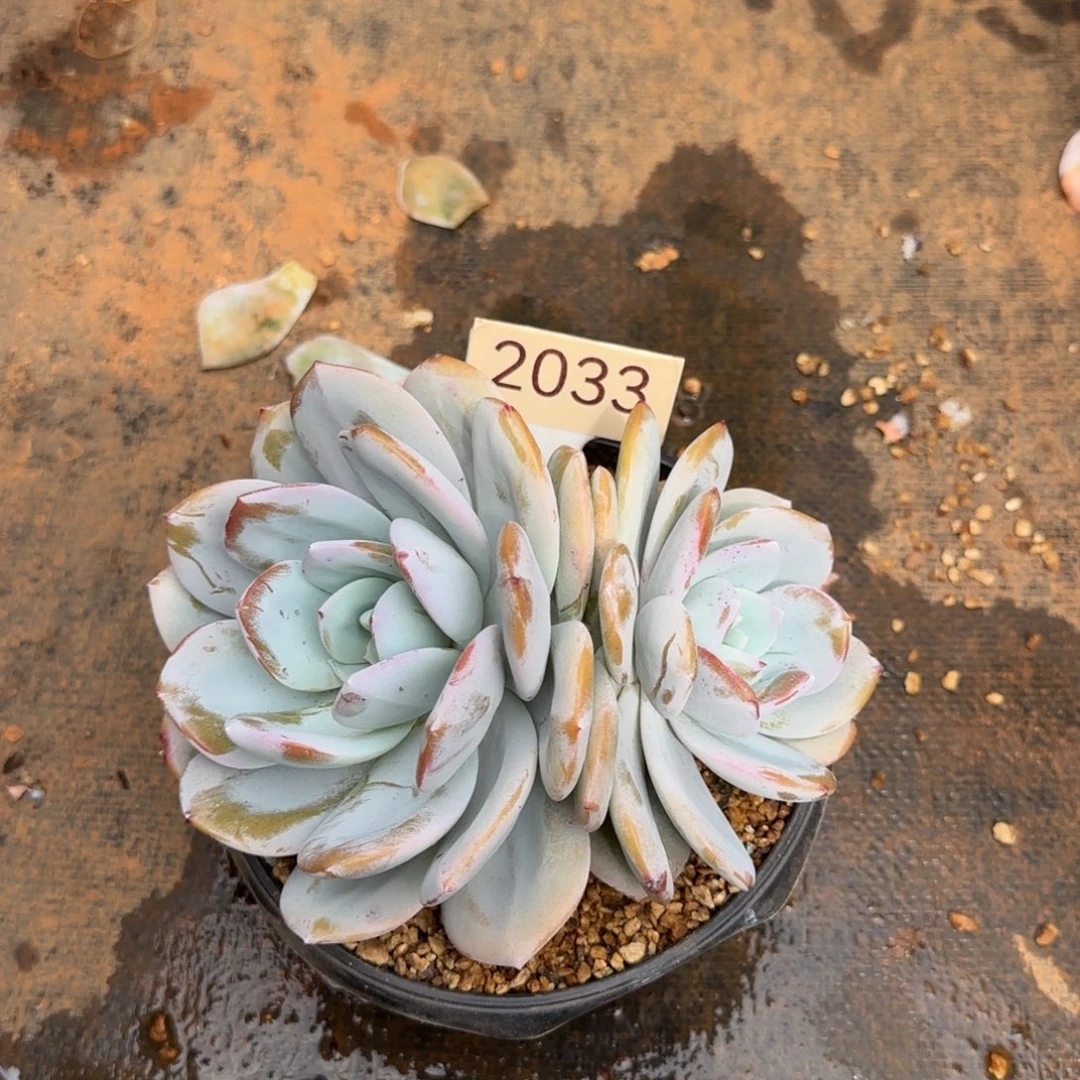 双头奶茶。  2033号。