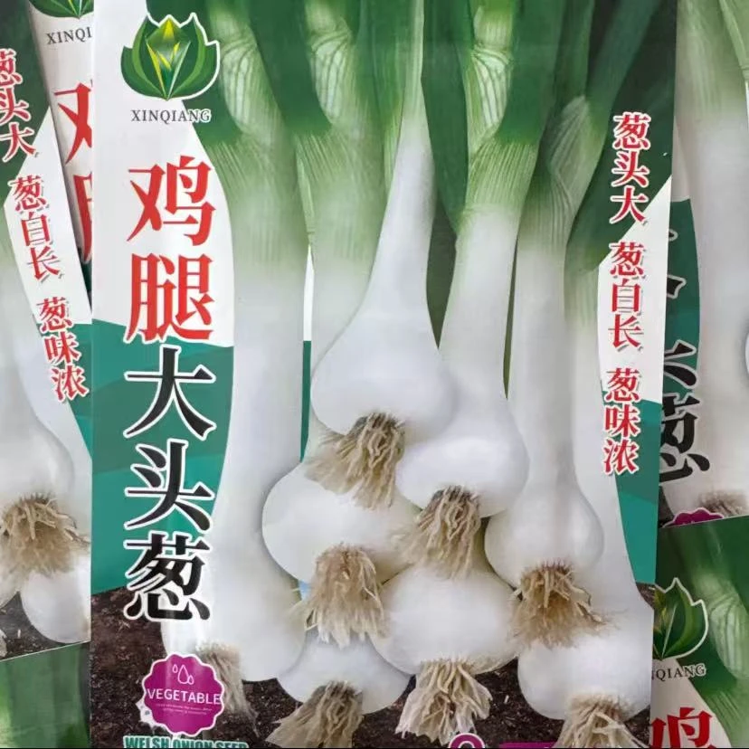 【鸡腿大头葱种子】家庭阳台小院四季种植