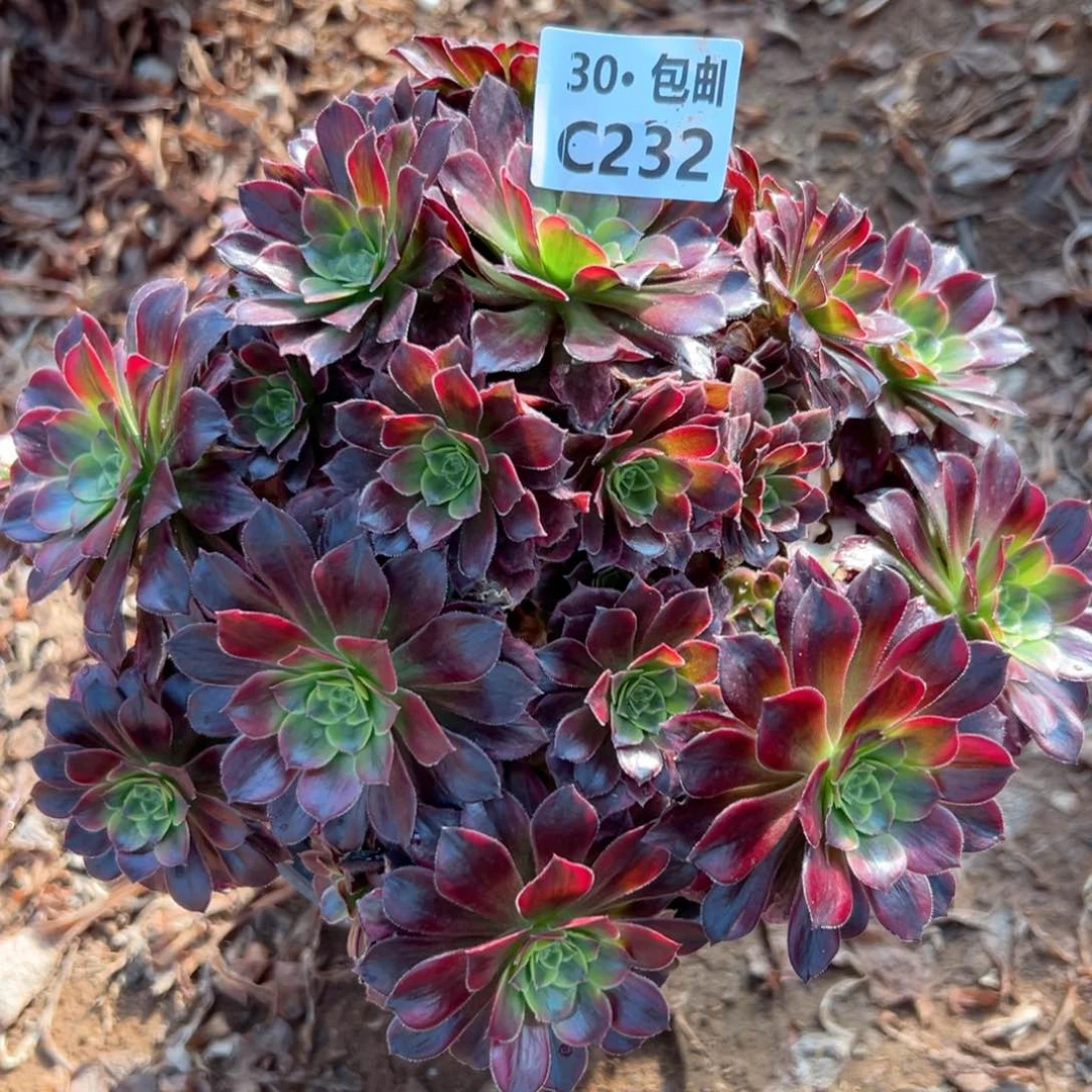 232安娜多肉法师