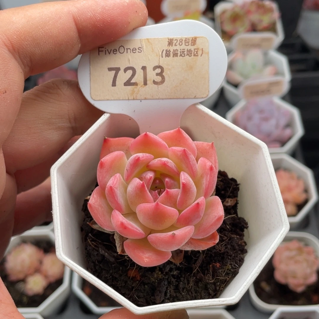 颂歌7213-4.5厘米