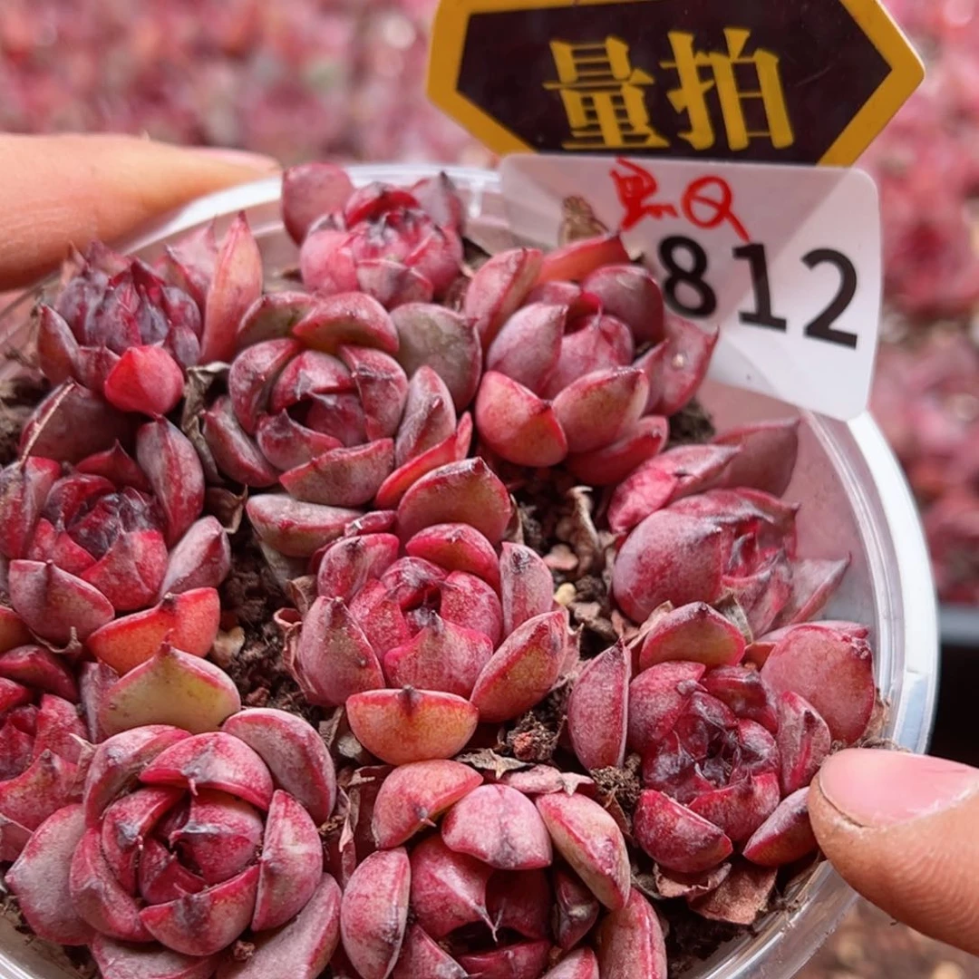 多肉植物多肉植物