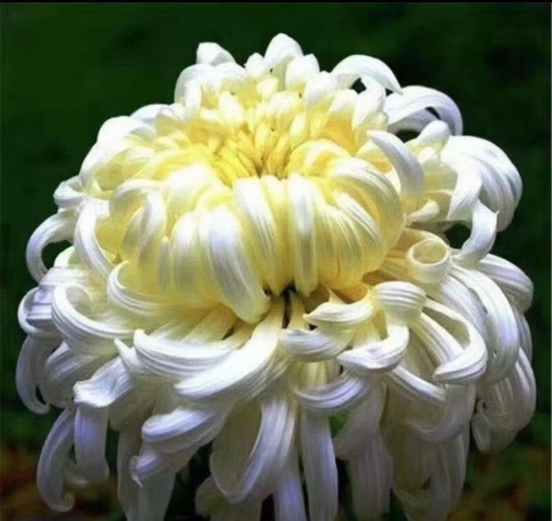 【白万盛】大花富贵菊九月大菊盆栽室内外