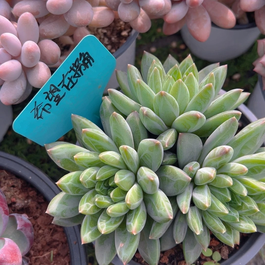 福利来了来了来了来