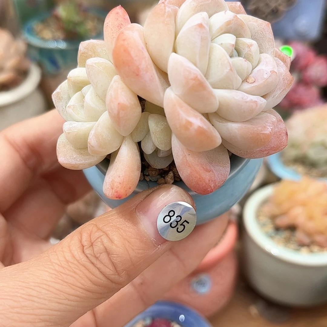 835 多肉含盆土30元包邮除偏远