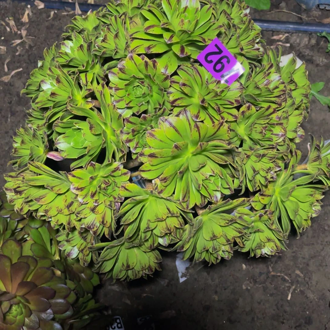 必火法师26//////43包邮