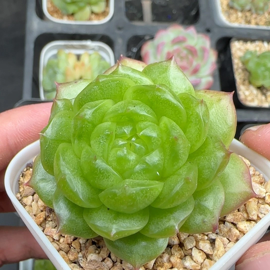 一物一拍灯泡珍妮